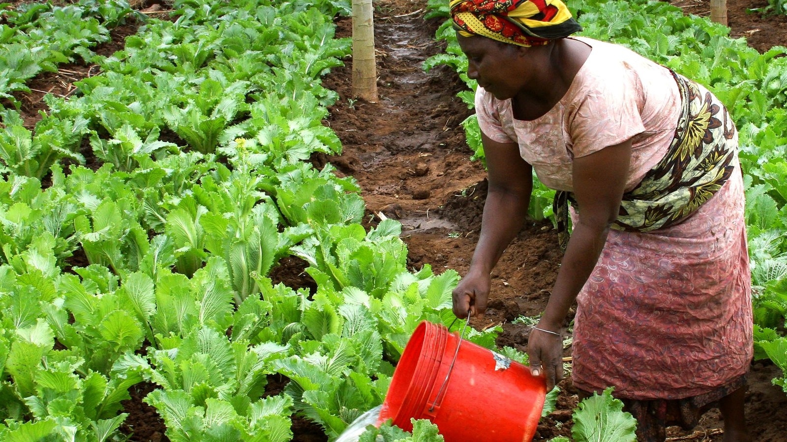 Farmer working in an agricultural field